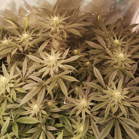 Wedding cake 3 growlog timeline photo