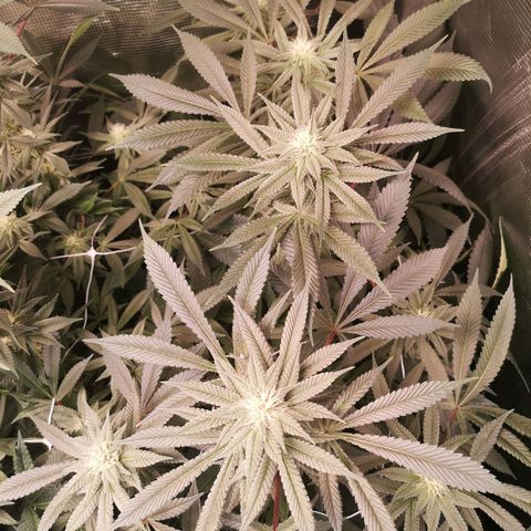 Wedding cake 3 growlog timeline photo
