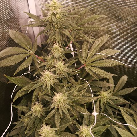 Grape Diamonds 2 growlog timeline photo