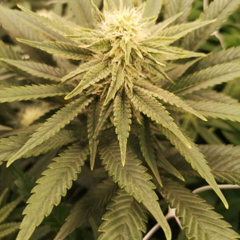 Grape Diamonds growlog timeline photo