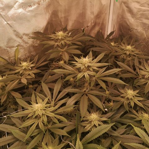 Wedding cake 3 growlog timeline photo