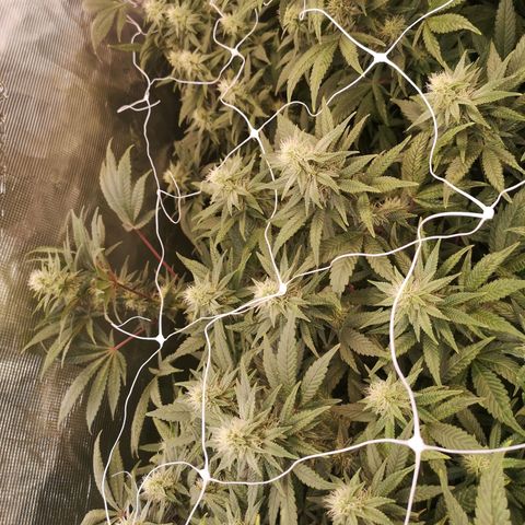 Grape Diamonds 2 growlog timeline photo