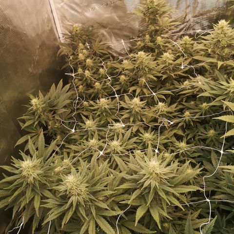 Grape Diamonds 2 growlog timeline photo