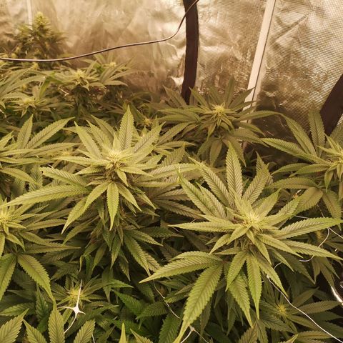 wedding cake 2 growlog timeline photo