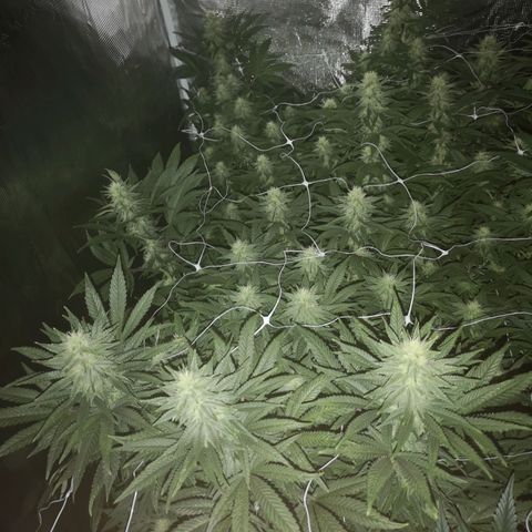 Grape Diamonds 2 growlog timeline photo