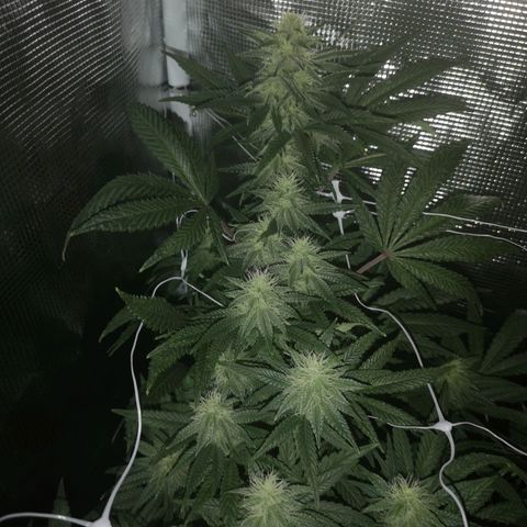 Grape Diamonds 2 growlog timeline photo