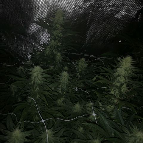 Grape Diamonds 2 growlog timeline photo