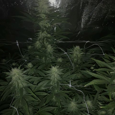 Grape Diamonds 2 growlog timeline photo
