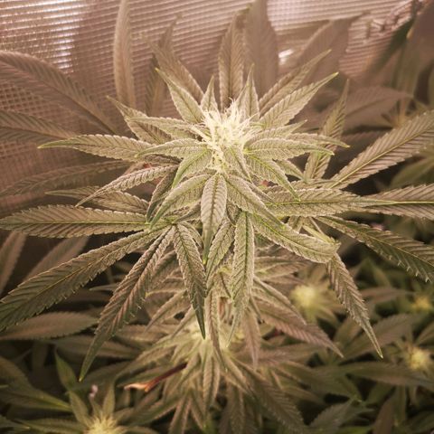 Wedding cake 3 growlog timeline photo