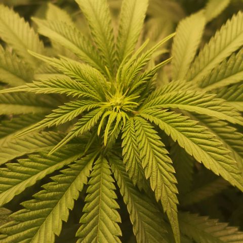 Blueberry cookies 2nd grow growlog timeline photo