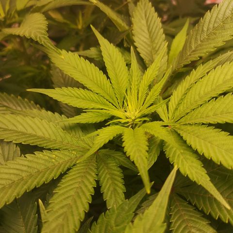 Blueberry cookies 2nd grow 2 growlog timeline photo