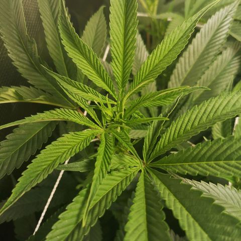 Orange cookie chem 2nd grow growlog timeline photo