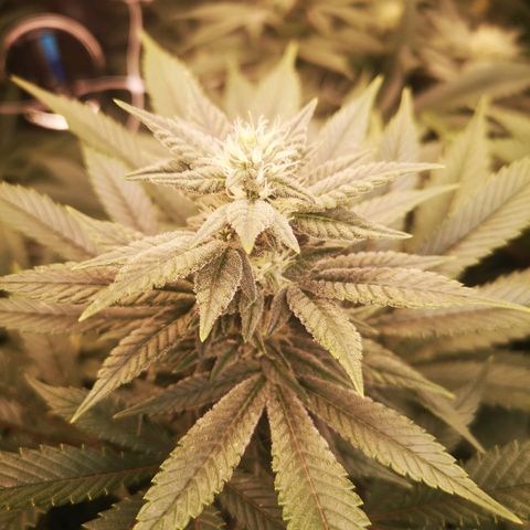 wedding cake growlog timeline photo