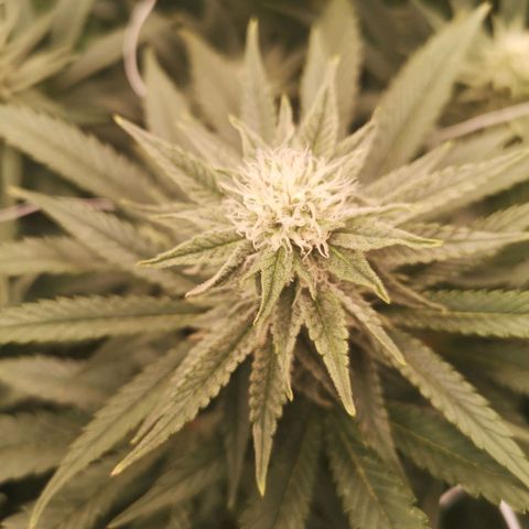 Grape Diamonds growlog timeline photo