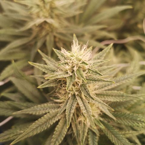 Grape Diamonds 2 growlog timeline photo