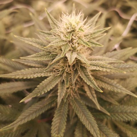 Grape Diamonds 2 growlog timeline photo