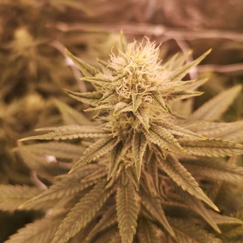 Grape Diamonds 2 growlog timeline photo