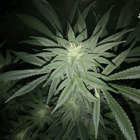 Wedding cake 3 growlog timeline photo