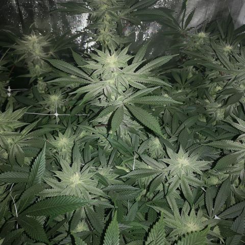Wedding cake 3 growlog timeline photo