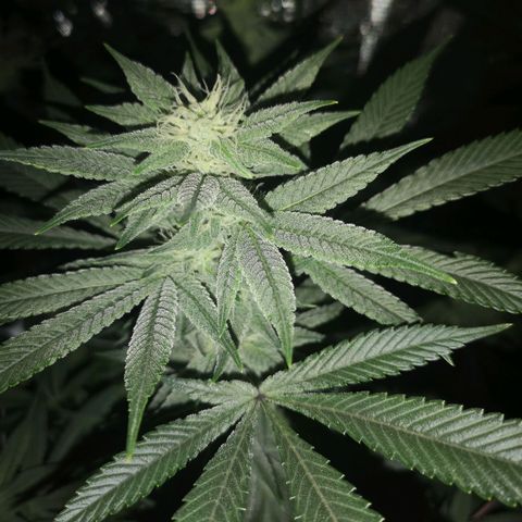 Wedding cake 3 growlog timeline photo