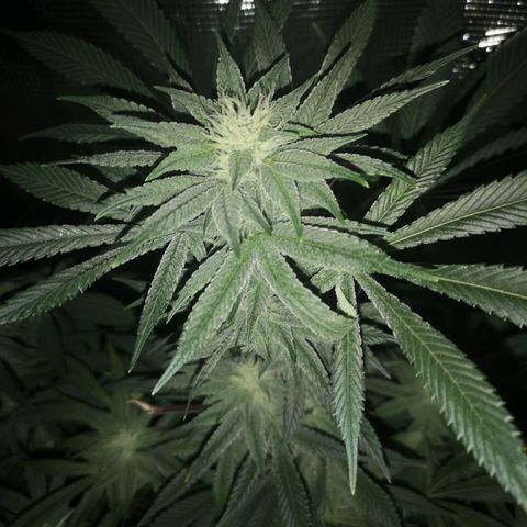 Wedding cake 3 growlog timeline photo