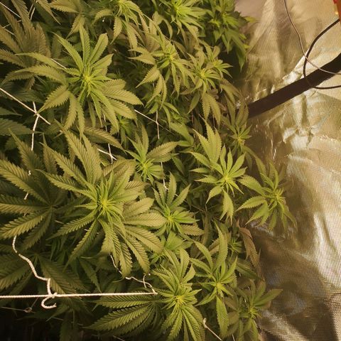 Blueberry cookies 2nd grow growlog timeline photo