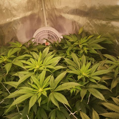 Blueberry cookies 2nd grow 2 growlog timeline photo