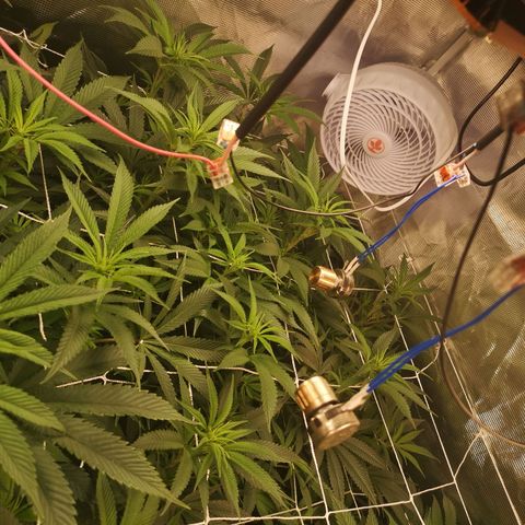 Orange cookie chem 2nd grow growlog timeline photo