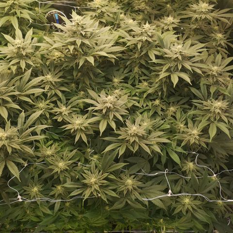 wedding cake growlog timeline photo