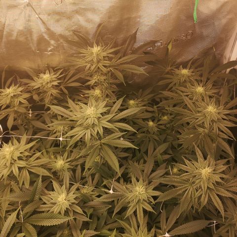 Wedding cake 3 growlog timeline photo
