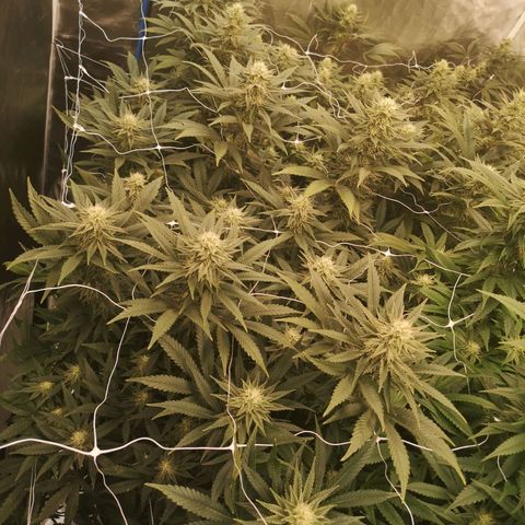 Grape Diamonds growlog timeline photo