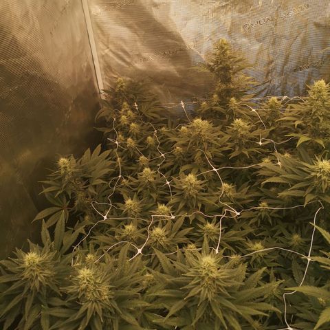 Grape Diamonds 2 growlog timeline photo