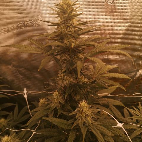Grape Diamonds 2 growlog timeline photo