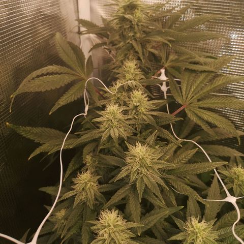 Grape Diamonds 2 growlog timeline photo