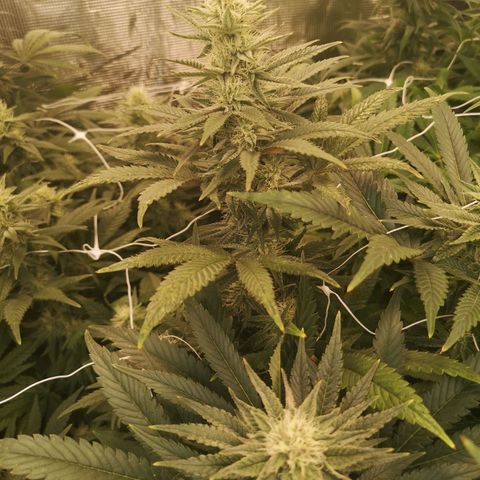 Grape Diamonds 2 growlog timeline photo