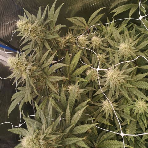 Grape Diamonds 2 growlog timeline photo