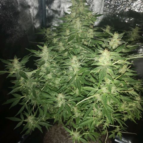 avt x 3 bears og growlog timeline photo