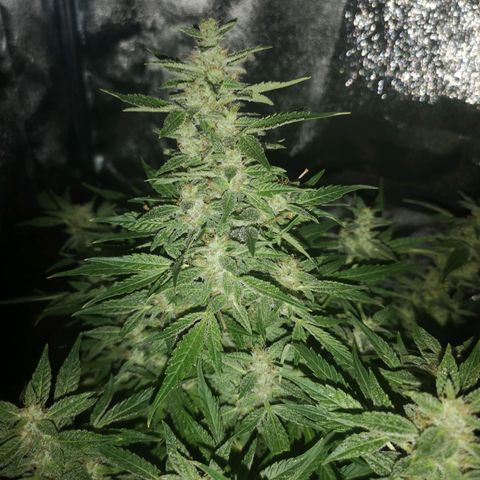 avt x 3 bears og growlog timeline photo