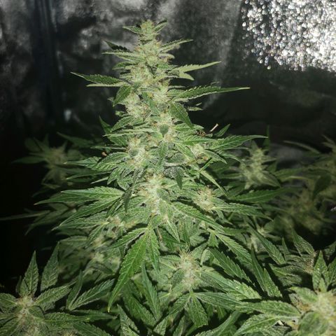 avt x 3 bears og growlog timeline photo