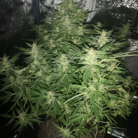 avt x 3 bears og growlog timeline photo