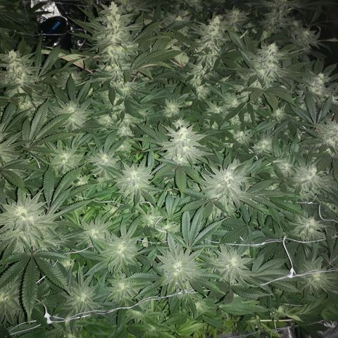 wedding cake growlog timeline photo