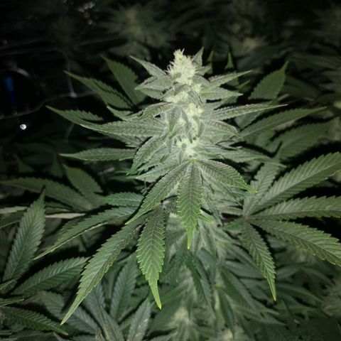 wedding cake growlog timeline photo