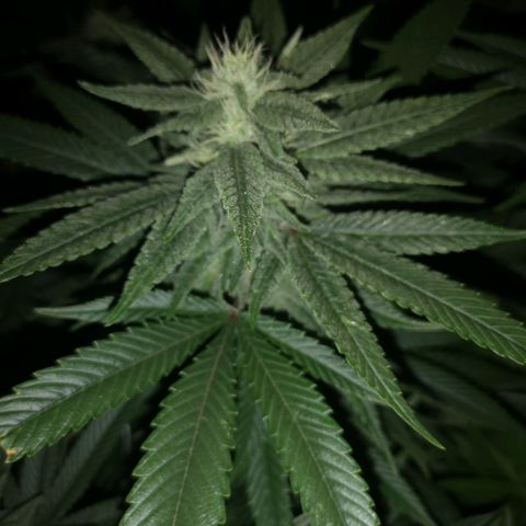 wedding cake 2 growlog timeline photo