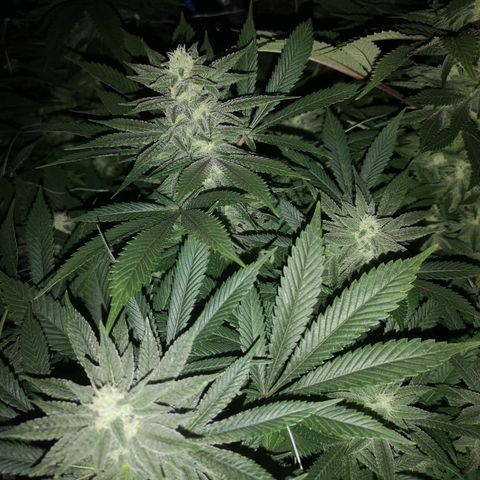 wedding cake growlog timeline photo