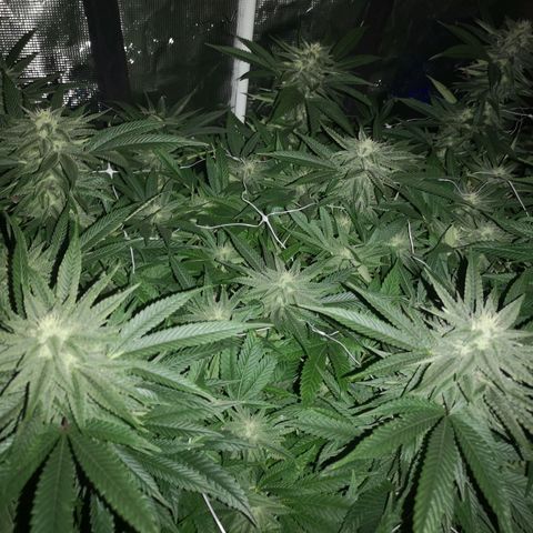 wedding cake 2 growlog timeline photo