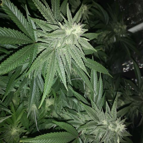 wedding cake 2 growlog timeline photo