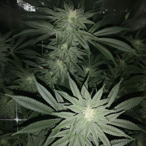 Wedding cake 3 growlog timeline photo