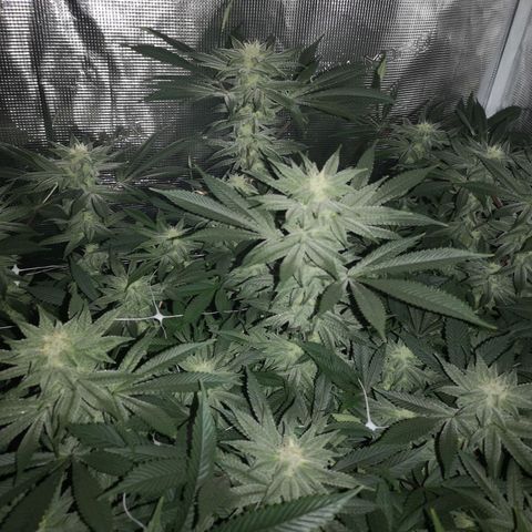 Wedding cake 3 growlog timeline photo
