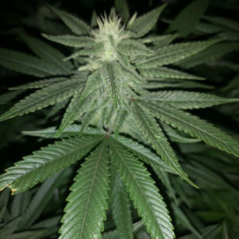 wedding cake 2 growlog timeline photo