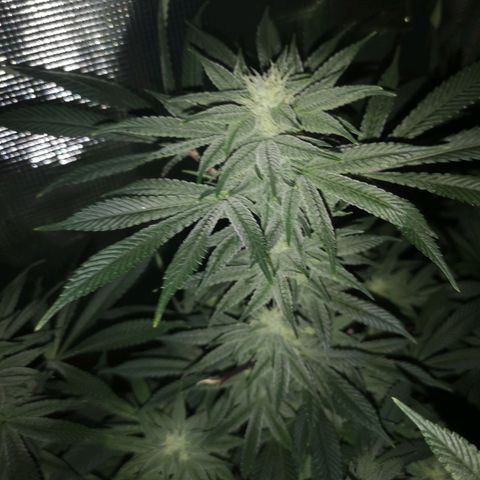 Wedding cake 3 growlog timeline photo
